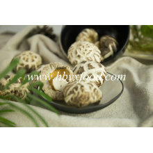 High Quality Dried Great White Flower Mushroom with Different Size